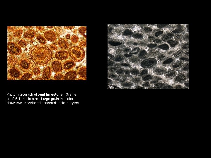 Photomicrograph of ooid limestone. Grains are 0. 5 -1 mm in size. Large grain