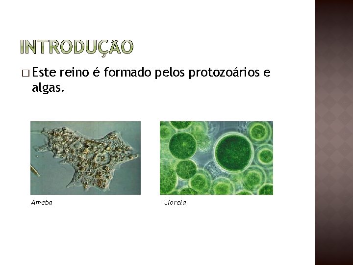 � Este reino é formado pelos protozoários e algas. Ameba Clorela 