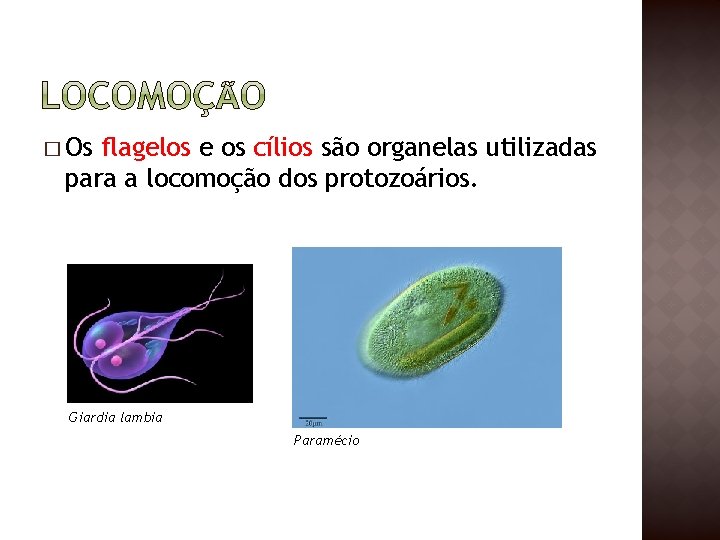 � Os flagelos e os cílios são organelas utilizadas para a locomoção dos protozoários.