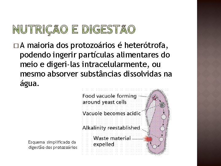 �A maioria dos protozoários é heterótrofa, podendo ingerir partículas alimentares do meio e digeri-las
