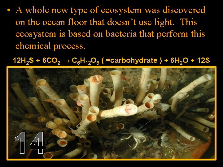  • A whole new type of ecosystem was discovered on the ocean floor
