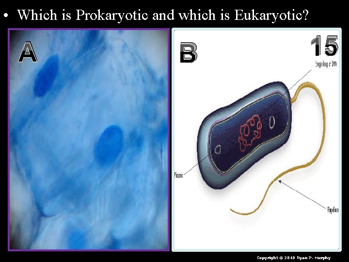  • Which is Prokaryotic and which is Eukaryotic? A B 15 Copyright ©