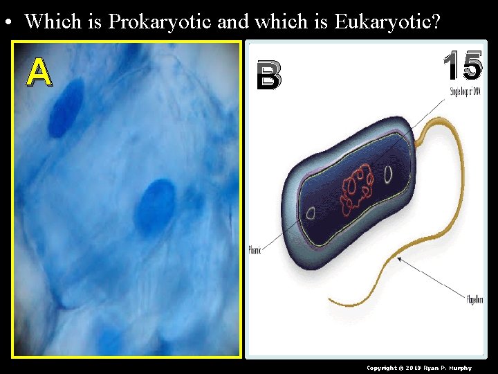  • Which is Prokaryotic and which is Eukaryotic? A B 15 Copyright ©