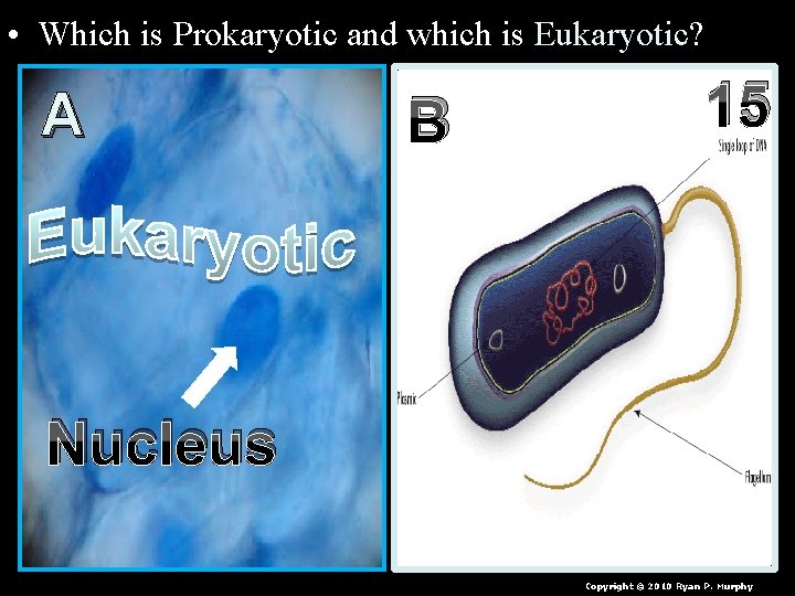  • Which is Prokaryotic and which is Eukaryotic? A B 15 Nucleus Copyright