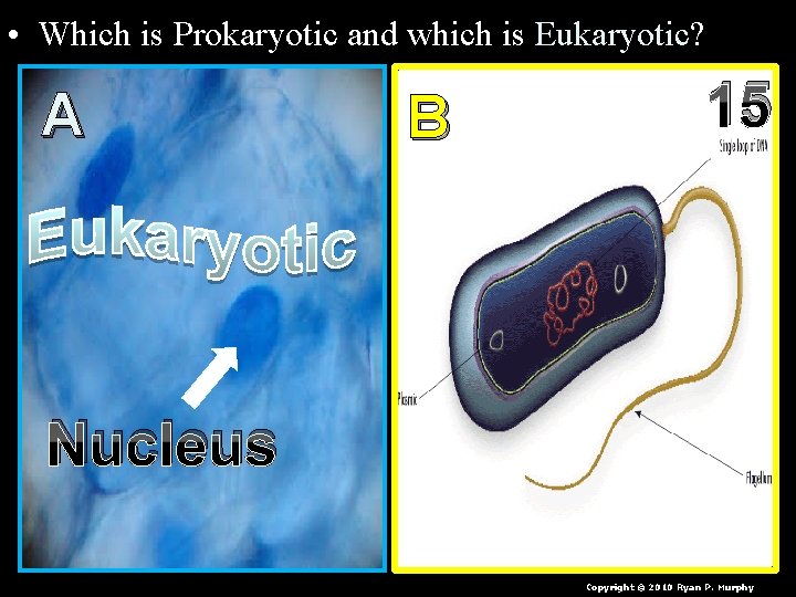  • Which is Prokaryotic and which is Eukaryotic? A B 15 Nucleus Copyright