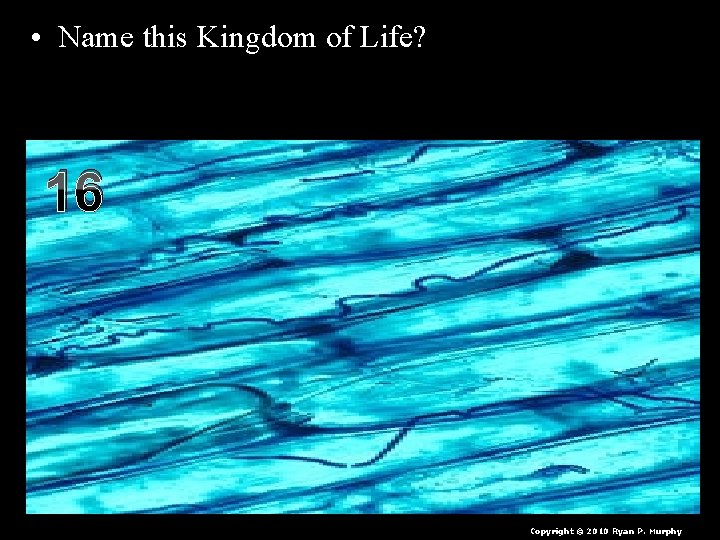  • Name this Kingdom of Life? – I’m a heterotrophic multicellular organism with