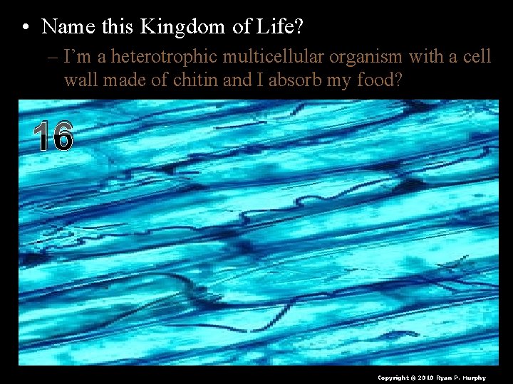  • Name this Kingdom of Life? – I’m a heterotrophic multicellular organism with