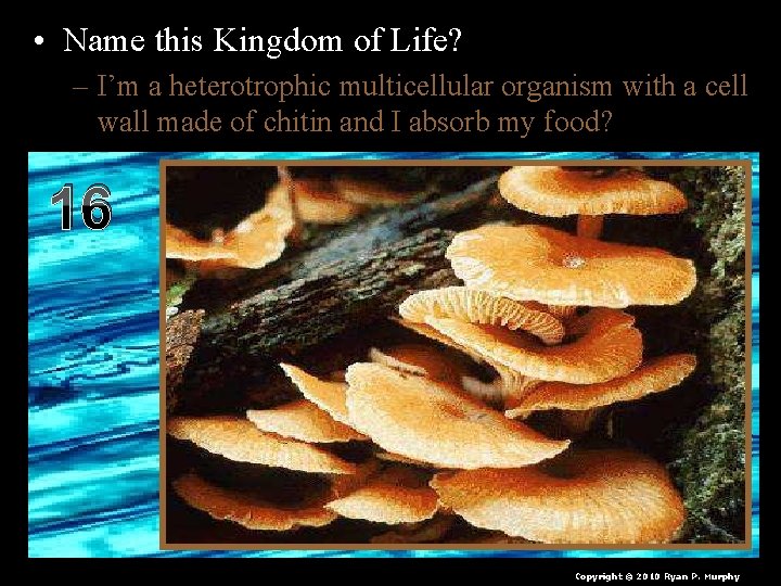  • Name this Kingdom of Life? – I’m a heterotrophic multicellular organism with