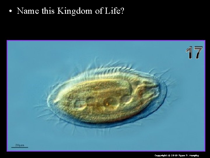  • Name this Kingdom of Life? – I’m hetero or autotrophic, generally single