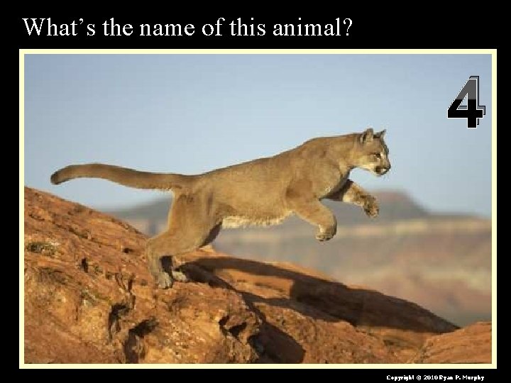 What’s the name of this animal? 4 Copyright © 2010 Ryan P. Murphy 