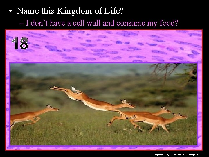  • Name this Kingdom of Life? – I don’t have a cell wall