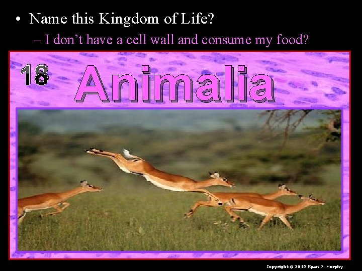  • Name this Kingdom of Life? – I don’t have a cell wall