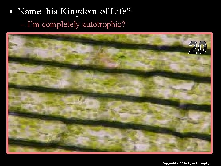  • Name this Kingdom of Life? – I’m completely autotrophic? 20 Copyright ©