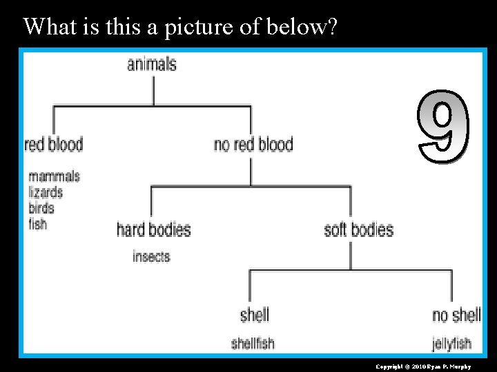 What is this a picture of below? Copyright © 2010 Ryan P. Murphy 