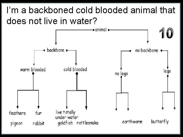 I’m a backboned cold blooded animal that does not live in water? 10 