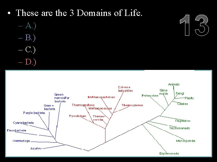  • These are the 3 Domains of Life. 13 – A. ) Monera,