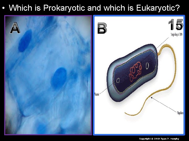  • Which is Prokaryotic and which is Eukaryotic? A B 15 Copyright ©