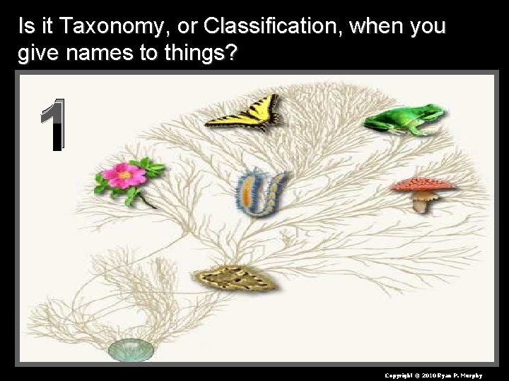 Is it Taxonomy, or Classification, when you give names to things? 1 Copyright ©