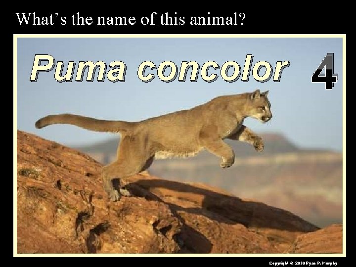 What’s the name of this animal? Puma concolor 4 Copyright © 2010 Ryan P.