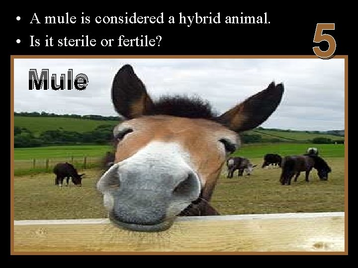  • A mule is considered a hybrid animal. • Is it sterile or