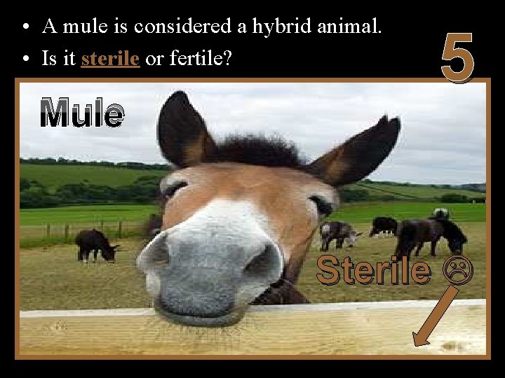  • A mule is considered a hybrid animal. • Is it sterile or