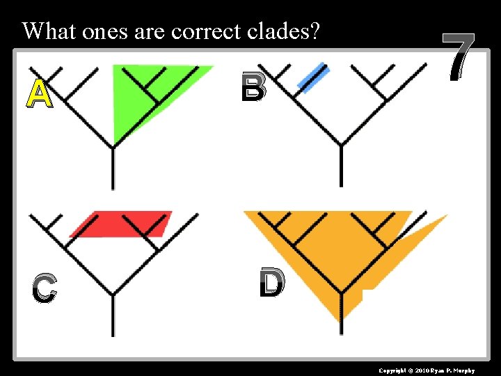 What ones are correct clades? A C B 7 D Copyright © 2010 Ryan