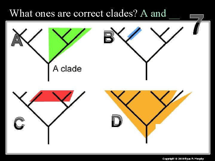 What ones are correct clades? A and __ A C B 7 D Copyright