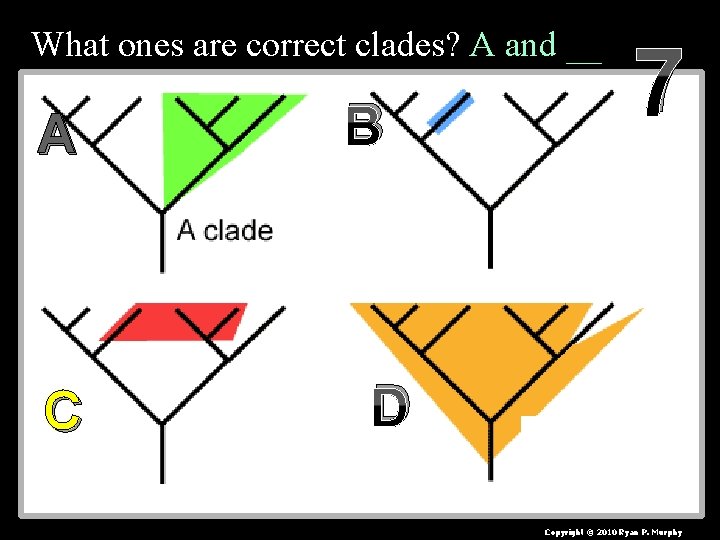 What ones are correct clades? A and __ A C B 7 D Copyright