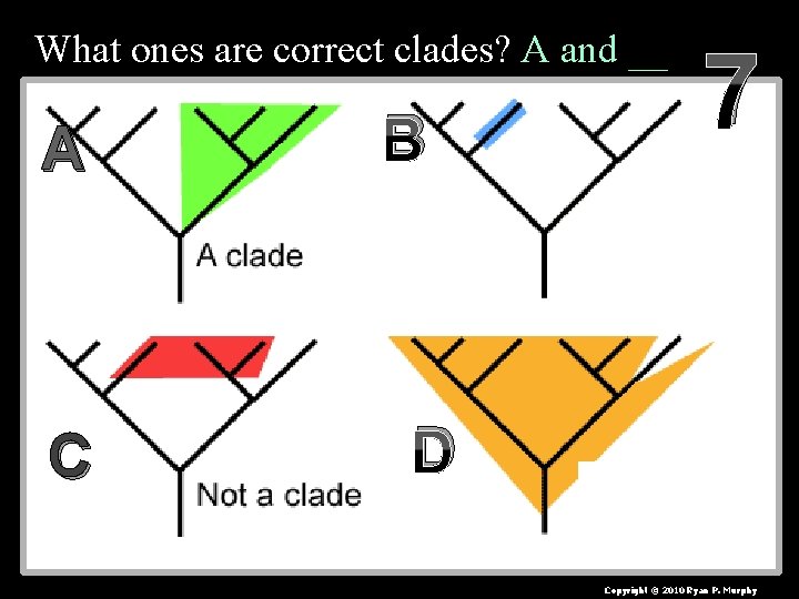 What ones are correct clades? A and __ A C B 7 D Copyright