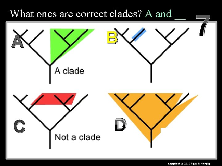 What ones are correct clades? A and __ A C B 7 D Copyright