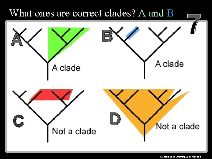 What ones are correct clades? A and B A C B 7 D Copyright