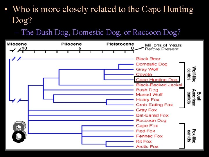  • Who is more closely related to the Cape Hunting Dog? – The