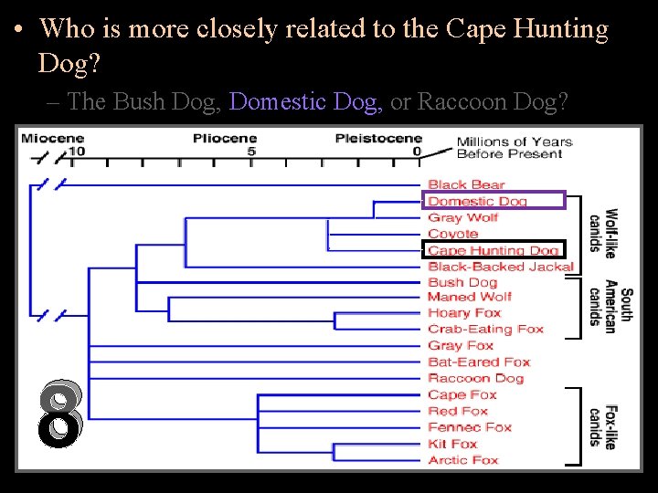  • Who is more closely related to the Cape Hunting Dog? – The