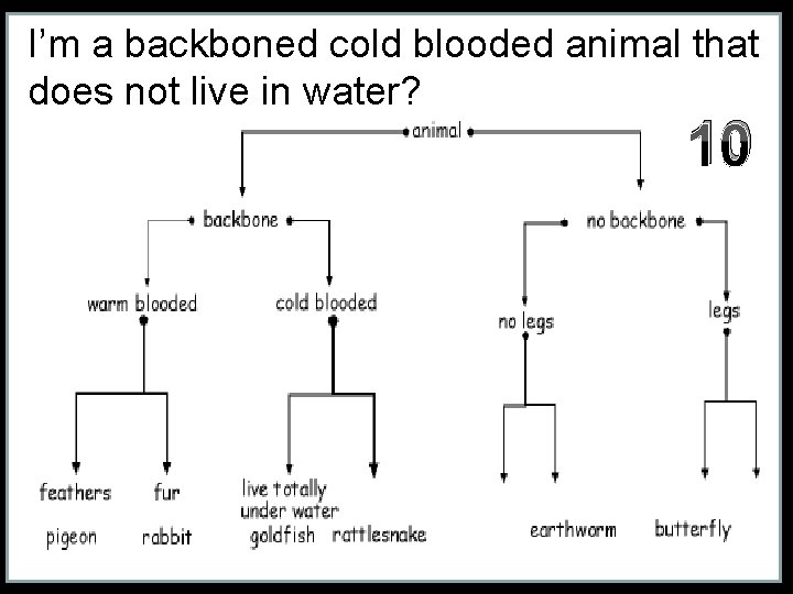I’m a backboned cold blooded animal that does not live in water? 10 