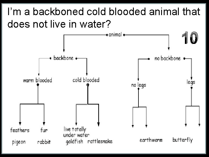 I’m a backboned cold blooded animal that does not live in water? 10 