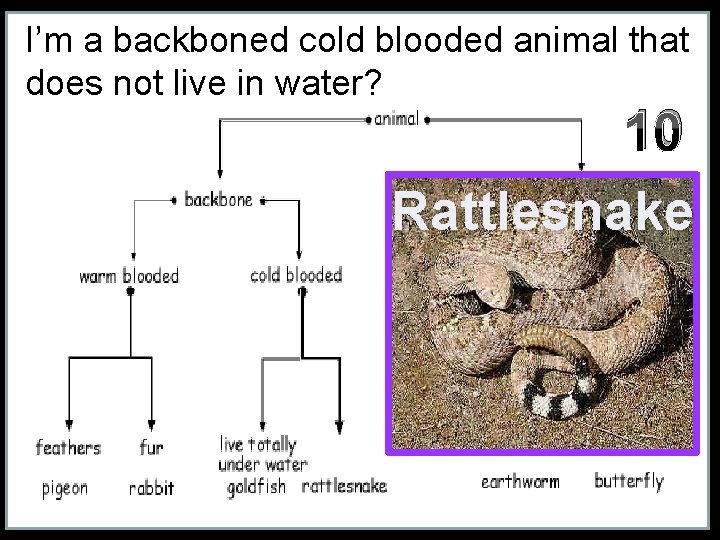 I’m a backboned cold blooded animal that does not live in water? 10 Rattlesnake