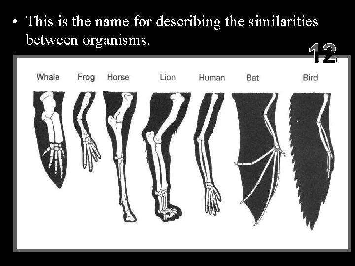  • This is the name for describing the similarities between organisms. 12 Copyright