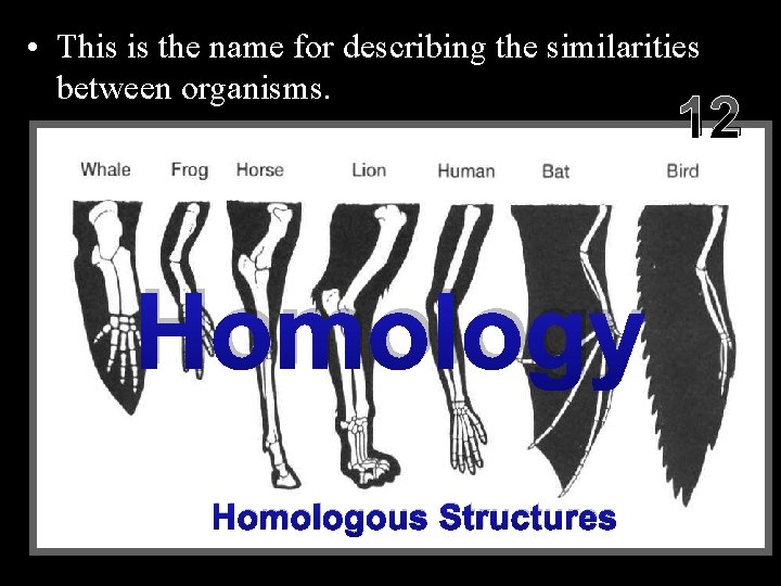  • This is the name for describing the similarities between organisms. 12 Homology