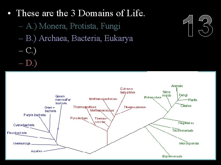  • These are the 3 Domains of Life. 13 – A. ) Monera,