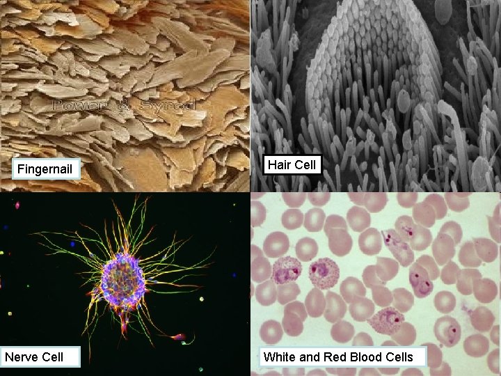 Fingernail Nerve Cell Nerve cell Hair Cell White and Red Blood Cells 