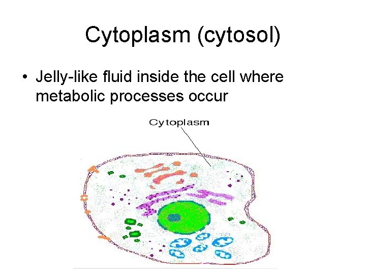Cytoplasm (cytosol) • Jelly-like fluid inside the cell where metabolic processes occur 