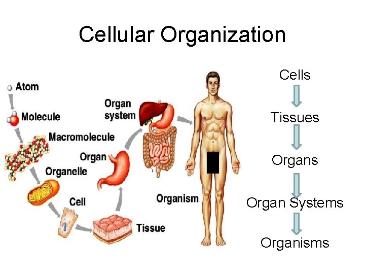 Cellular Organization Cells Tissues Organ Systems Organisms 