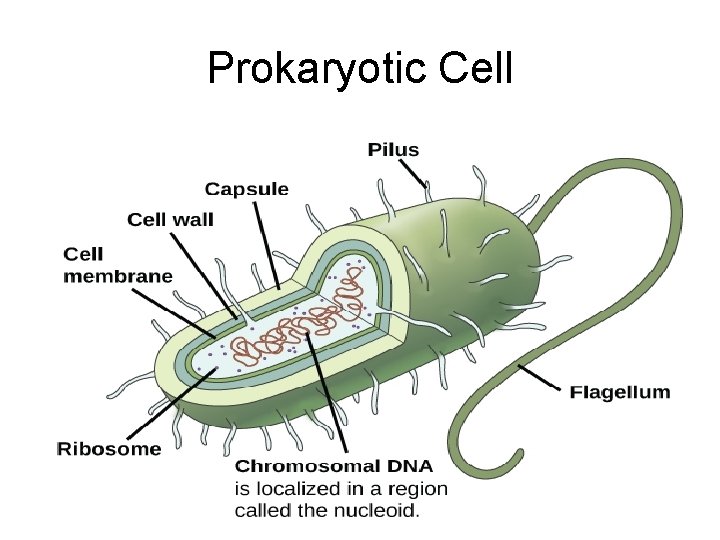 Prokaryotic Cell 