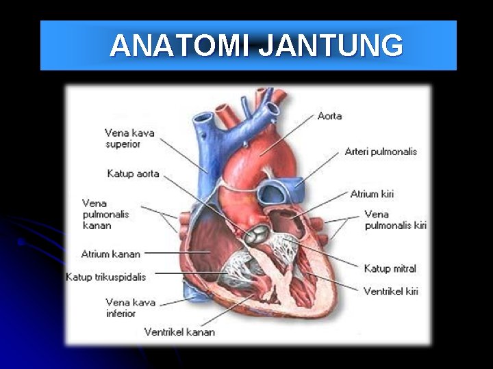  ANATOMI JANTUNG 