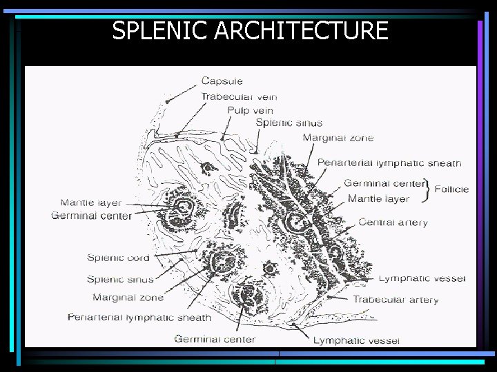 SPLENIC ARCHITECTURE 