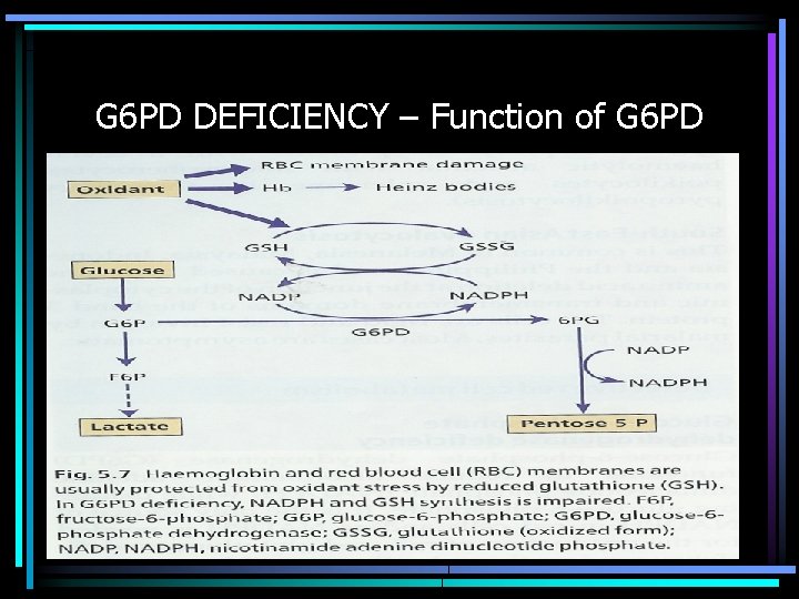 G 6 PD DEFICIENCY – Function of G 6 PD 