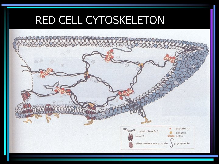 RED CELL CYTOSKELETON 