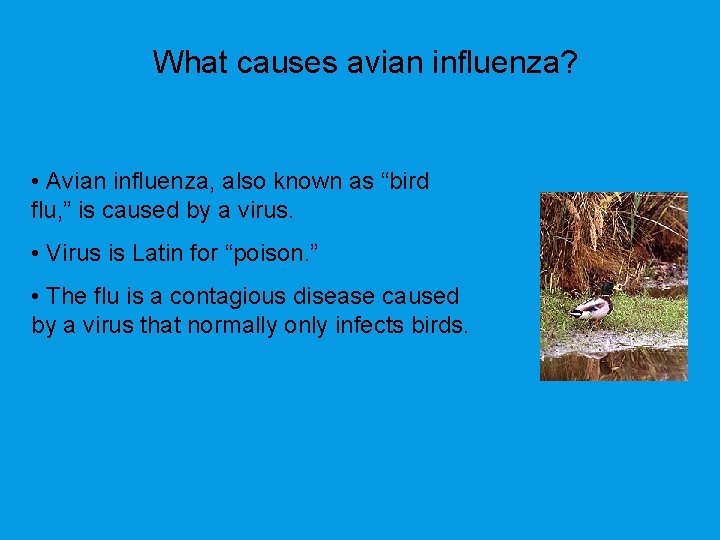 What causes avian influenza? • Avian influenza, also known as “bird flu, ” is