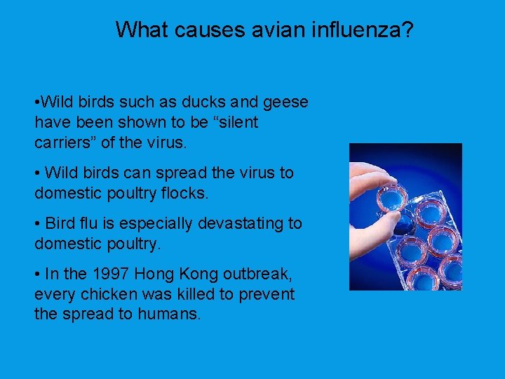 What causes avian influenza? • Wild birds such as ducks and geese have been