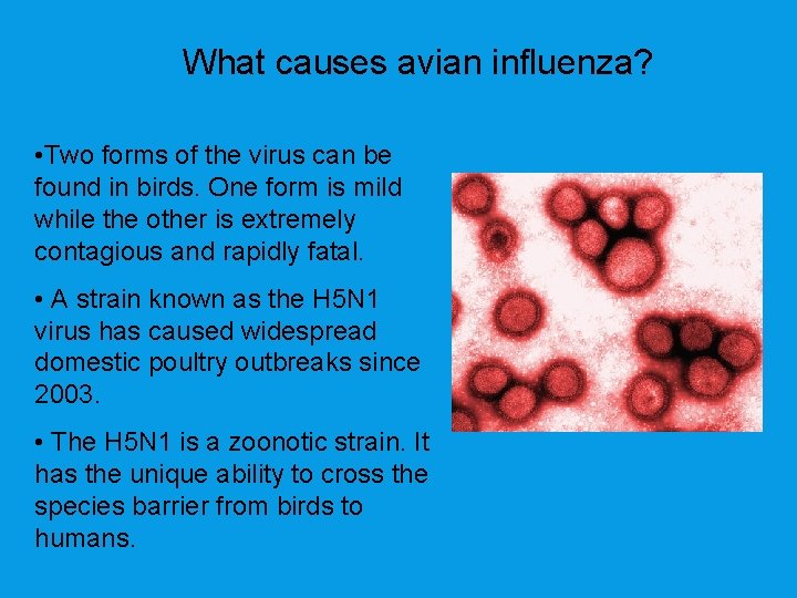 What causes avian influenza? • Two forms of the virus can be found in